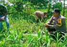 Kapolsek Gegesik mendukung program pemerintah tentang ketahanan pangan