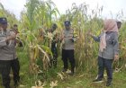 Kapolsek Depok Hadiri Panen Jagung Pipil Dukung Ketahanan Pangan di Desa Pamijahan