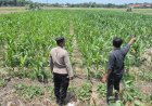 Bhabinkamtibmas Polsek Plered Kontrol Ketahanan Pangan Jagung Pipil Wujudkan Program Pekarangan/Lahan Pangan Bergizi
