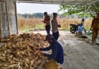 Dukung Program Ketahanan Pangan Nasional, Polsek Pangenan Laksanakan Panen Jagung Pipil di Desa Getrakmoyan