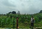 Kapolsek Sumber Pantau Jagung Pipil Dukung Pangan