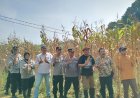 Polsek Talun Polresta Cirebon Dukung Ketahanan Pangan melalui Panen Raya Jagung Pipil Bersama Pemdes Ciperna
