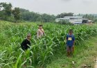 Bhabinkamtibmas Polsek Sumber Polresta Cirebon Monitoring Tanaman Jagung Pipil, Dukung Ketahanan Pangan