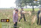 Polsek Pabuaran Polresta Cirebon Panen Jagung Pipil, Dukung Ketahanan Pangan Nasional