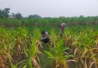 Polsek Waled Polresta Cirebon Dukung Ketahanan Pangan Nasional Melalui Perawatan Lahan Jagung